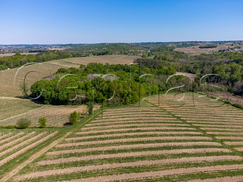 Vineyards in spring at Omet Near Cadillac Gironde France  EntreDeuxMers  Bordeaux