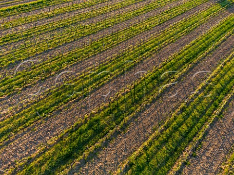 Spring vineyard with cover crop between alternate rows Omet near Cadillac Gironde France  EntreDeuxMers  Bordeaux