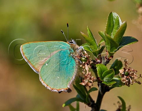 Green Hairstreak Molesey Reservoirs NR West Molesey Surrey UK