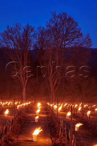 Candles burning on a frosty spring morning at Chilworth Manor Vineyard Chilworth Surrey England
