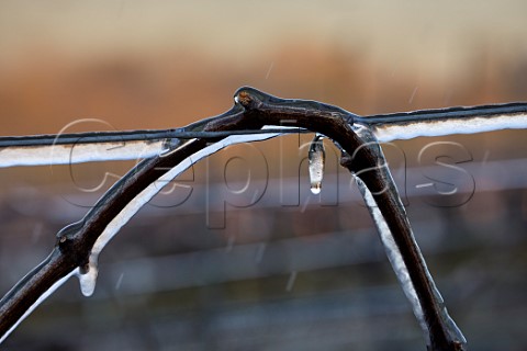 Ice coated vine and wire trial of a water spray system during subzero spring temperature at Chilworth Manor Vineyard Chilworth Surrey England