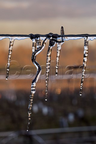Ice coated vines and wires trial of a water spray system during subzero spring temperature at Chilworth Manor Vineyard Chilworth Surrey England