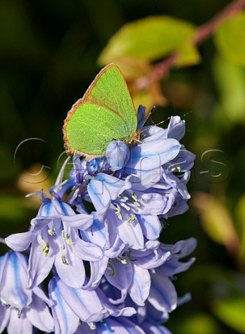 Green Hairstreak perched on Bluebell flowers Molesey Reservoirs Nature Reserve West Molesey Surrey UK