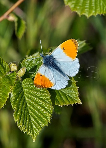 Orange Tip male Molesey Reservoirs Nature Reserve West Molesey Surrey England