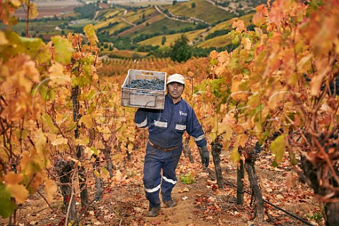 Picker carrying crate of Carmenre grapes in Apalta vineyard of Montes Apalta Colchagua Valley Chile