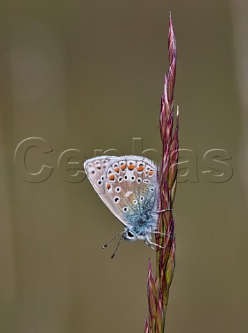 Common Blue perched on grass Molesey Reservoirs Nature Reserve West Molesey Surrey England