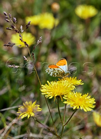 Orange Tip nectaring on flower Molesey Rervoirs Nature Reserve West Molesey Surrey England
