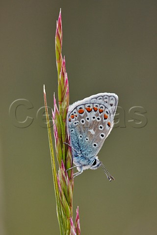 Common Blue perched on grass Molesey Reservoirs Nature Reserve West Molesey Surrey England