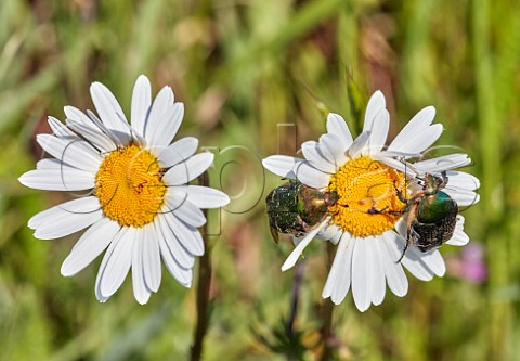 Rose Chafer beetles on Oxeye Daisy  Molesey Reservoirs Nature Reserve West Molesey Surrey England