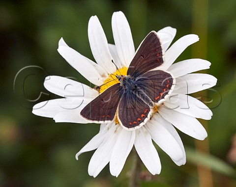 Northern Brown Argus nectaring on Oxeye Daisy Latterbarrow Nature Reserve Witherslack Cumbria England