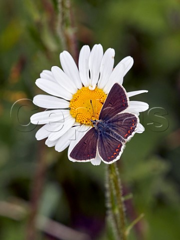 Northern Brown Argus nectaring on Oxeye Daisy Latterbarrow Nature Reserve Witherslack Cumbria England