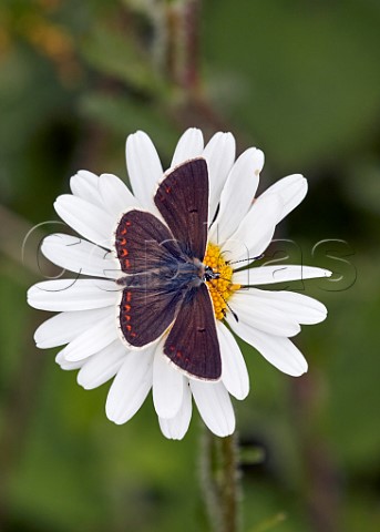 Northern Brown Argus nectaring on Oxeye Daisy Latterbarrow Nature Reserve Witherslack Cumbria England