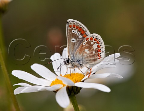 Northern Brown Argus nectaring on Oxeye Daisy Latterbarrow Nature Reserve Witherslack Cumbria England