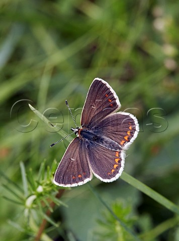 Northern Brown Argus Latterbarrow Nature Reserve Witherslack Cumbria England