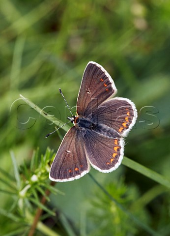 Northern Brown Argus Latterbarrow Nature Reserve Witherslack Cumbria England