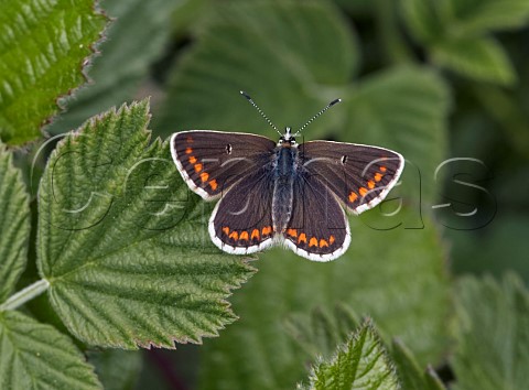 Northern Brown Argus Latterbarrow Nature Reserve Witherslack Cumbria England