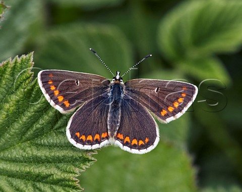 Northern Brown Argus Latterbarrow Nature Reserve Witherslack Cumbria England