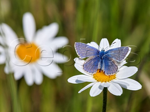 Common Blue perched on Oxeye Daisy Molesey Reservoirs Nature Reserve West Molesey Surrey England
