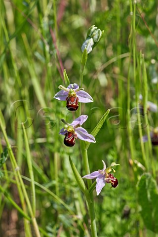 Bee Orchid flowers Molesey Reservoirs Nature Reserve West Molesey Surrey England