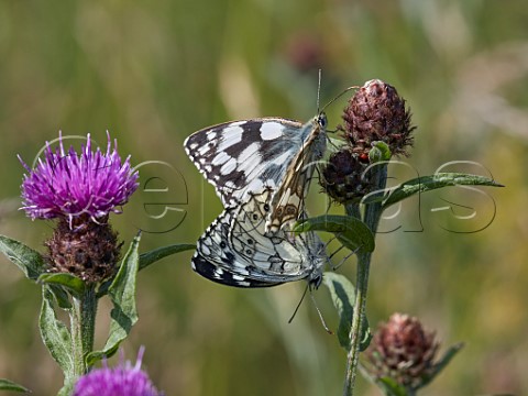 Mating pair of Marbled Whites perched on Knapweed Molesey Reservoirs Nature Reserve West Molesey Surrey England
