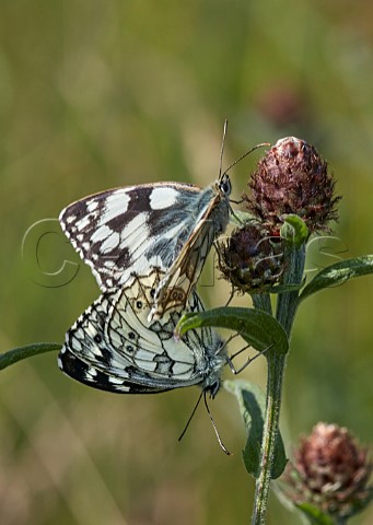 Mating pair of Marbled Whites perched on Knapweed Molesey Reservoirs Nature Reserve West Molesey Surrey England