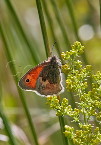 Small Heath perched on Ladys Bedstraw Molesey Reservoirs Nature Reserve West Molesey Surrey England