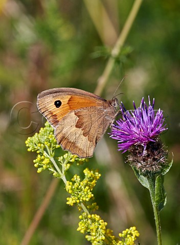 Meadow Brown nectaring on Knapweed Molesey Reservoirs Nature Reserve West Molesey Surrey England