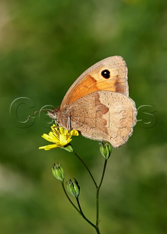 Meadow Brown nectaring on Nipplewort Arbrook Common Claygate Surrey England