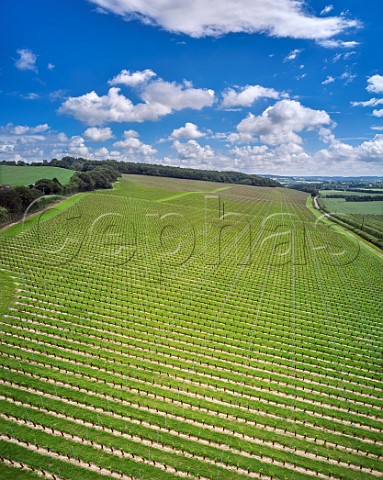 Yearold Pinot Noir Chardonnay and Pinot Meunier vines in Chilham Bank vineyard of Domaine Evremond Chilham Kent England