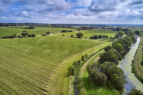 Vineyards of Gusbourne by the Royal Military Canal with Romney Marsh to the right Appledore Kent England