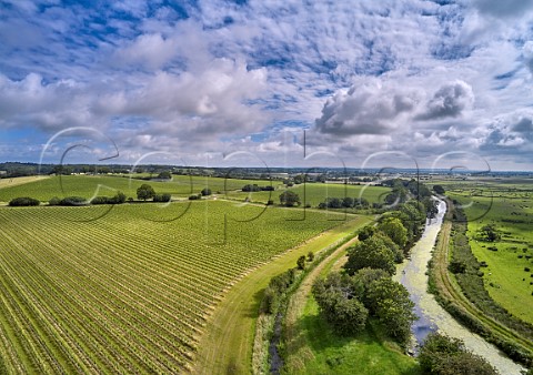 Vineyards of Gusbourne by the Royal Military Canal with Romney Marsh to the right Appledore Kent England