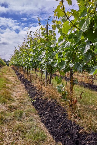 Compost spread at the base of vines in Pinot Noir Prcoce vineyard of Gusbourne Appledore Kent England