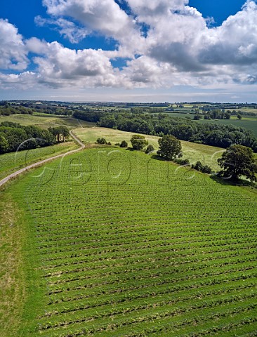 Vineyard of Tillingham Peasmarsh East Sussex England
