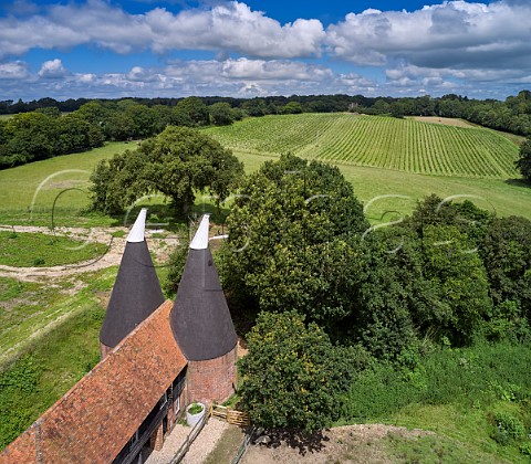 Vineyard and oast house of Tillingham Peasmarsh East Sussex England