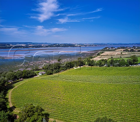 Vineyard of Lympstone Manor by the Exe Estuary Exmouth Devon England