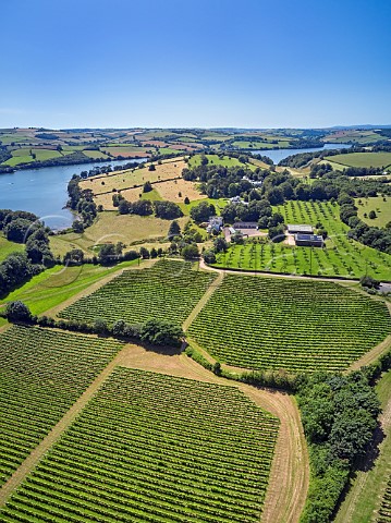 Vineyards of Sandridge Barton Wines with the River Dart beyond Stoke Gabriel Devon England