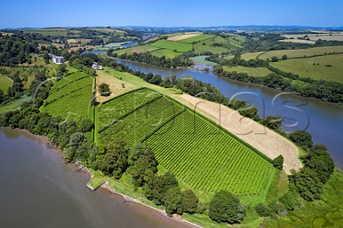 Sharpham Vineyard situated on a bend in the River Dart  Ashprington Devon England