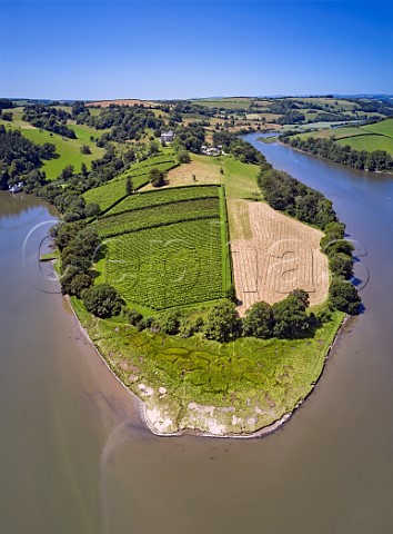 Sharpham Vineyard situated on a bend in the River Dart  Ashprington Devon England