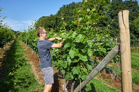 Ben Goulden lifting wires and tucking in shoots Swanaford Vineyard Dunsford Devon England