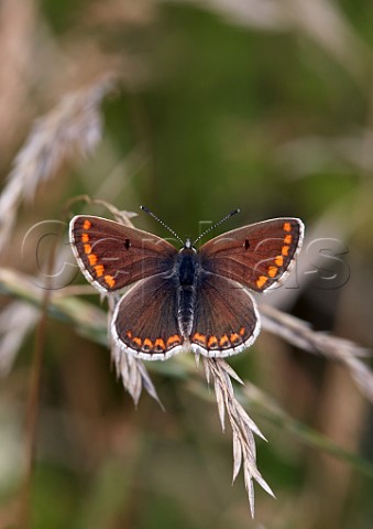 Brown Argus perched on grass  Molesey Heath West Molesey Surrey England