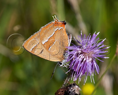 Brown Hairstreak male nectaring on thistle  Molesey Heath West Molesey Surrey England