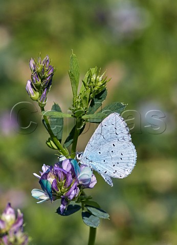 Holly Blue nectaring on Lucerne flowers Molesey Heath West Molesey Surrey England