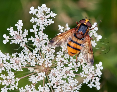 Volucella zonaria hornetmimic hoverfly perched on Wild Carrot flower head Molesey Heath West Molesey Surrey England