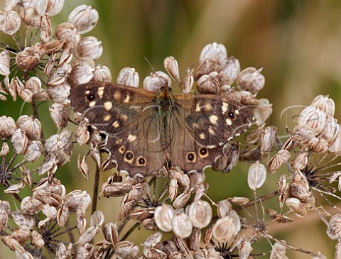 Speckled Wood  Molesey Heath West Molesey Surrey England