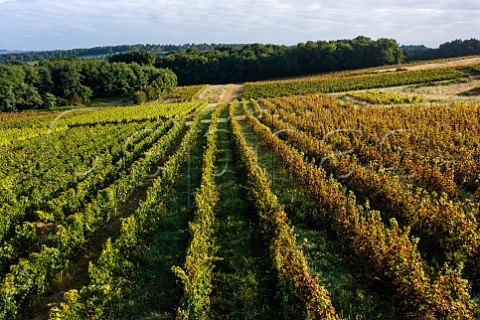 Abandoned vineyards increase the risk of mildew and flavescence dore in neighbouring parcels Cadillac Gironde France  EntreDeuxMers  Bordeaux