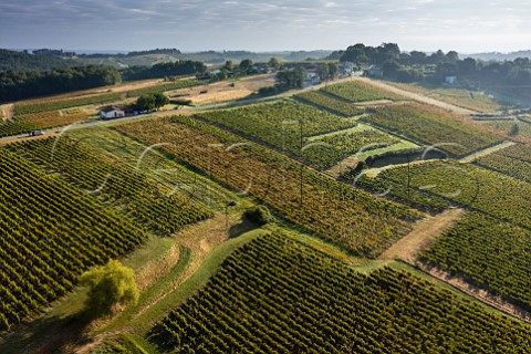 Abandoned vineyards increase the risk of mildew and flavescence dore in neighbouring parcels Cadillac Gironde France  EntreDeuxMers  Bordeaux