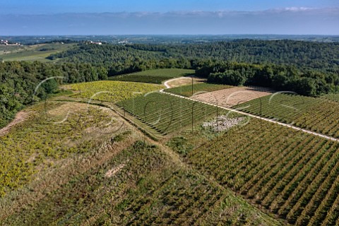 Abandoned vineyards increase the risk of mildew and flavescence dore in neighbouring parcels Cadillac Gironde France  EntreDeuxMers  Bordeaux