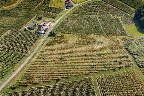 Abandoned vineyards increase the risk of mildew and flavescence dore in neighbouring parcels Cadillac Gironde France  EntreDeuxMers  Bordeaux