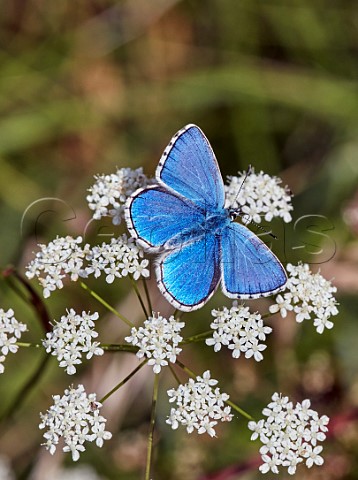 Adonis Blue nectaring on Burnetsaxifrage Denbies Hillside Ranmore Common Surrey England