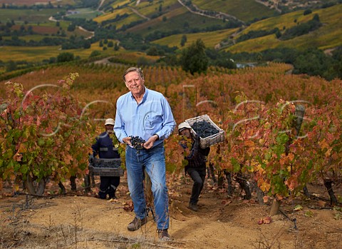 Aurelio Montes in his Apalta vineyard during picking of Carmenre grapes Colchagua Valley Chile